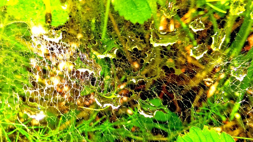 Сobweb after rain