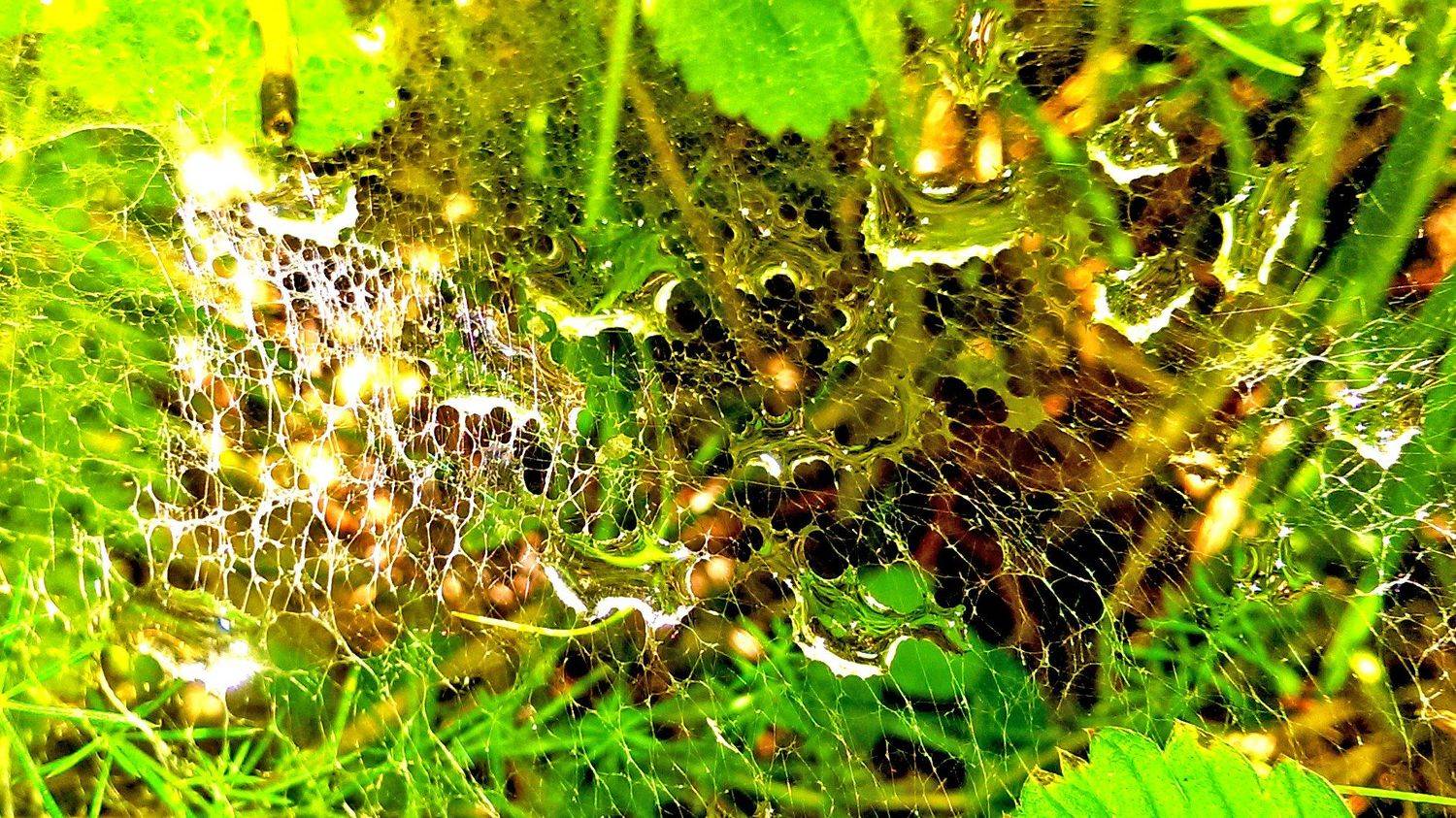 Сobweb after rain