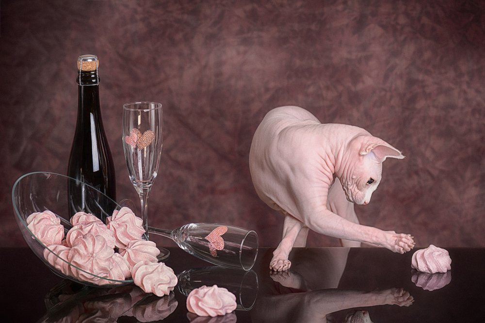 Кот в зефирной лавке