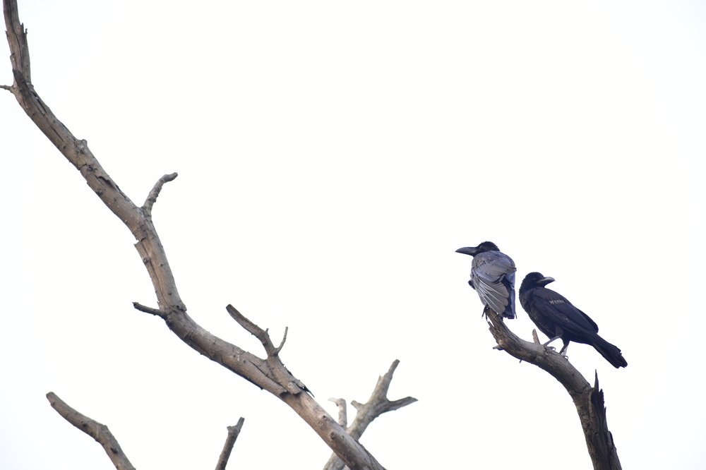 Jungle crow