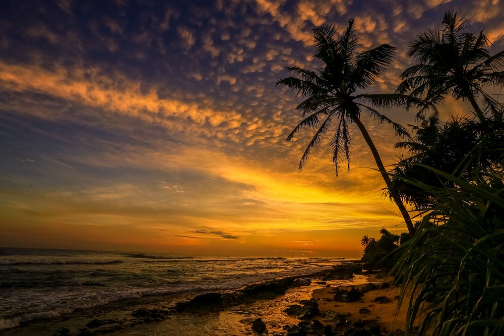 Манговые закаты Шри-Ланки