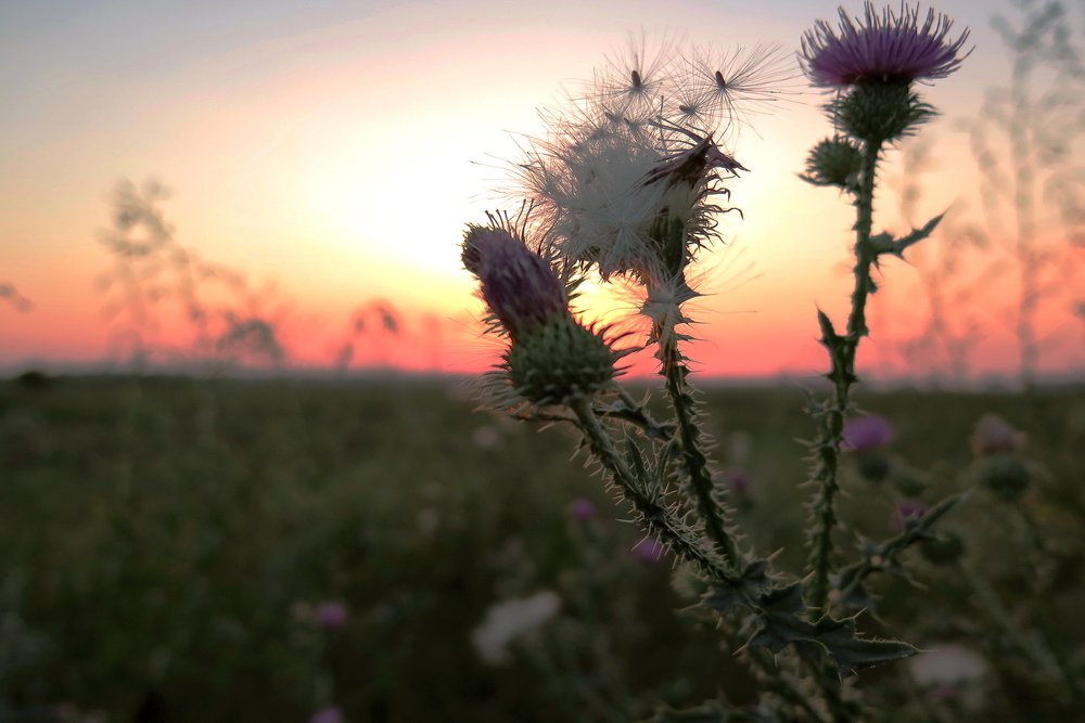 Чортополох на фоні заходячого сонця.