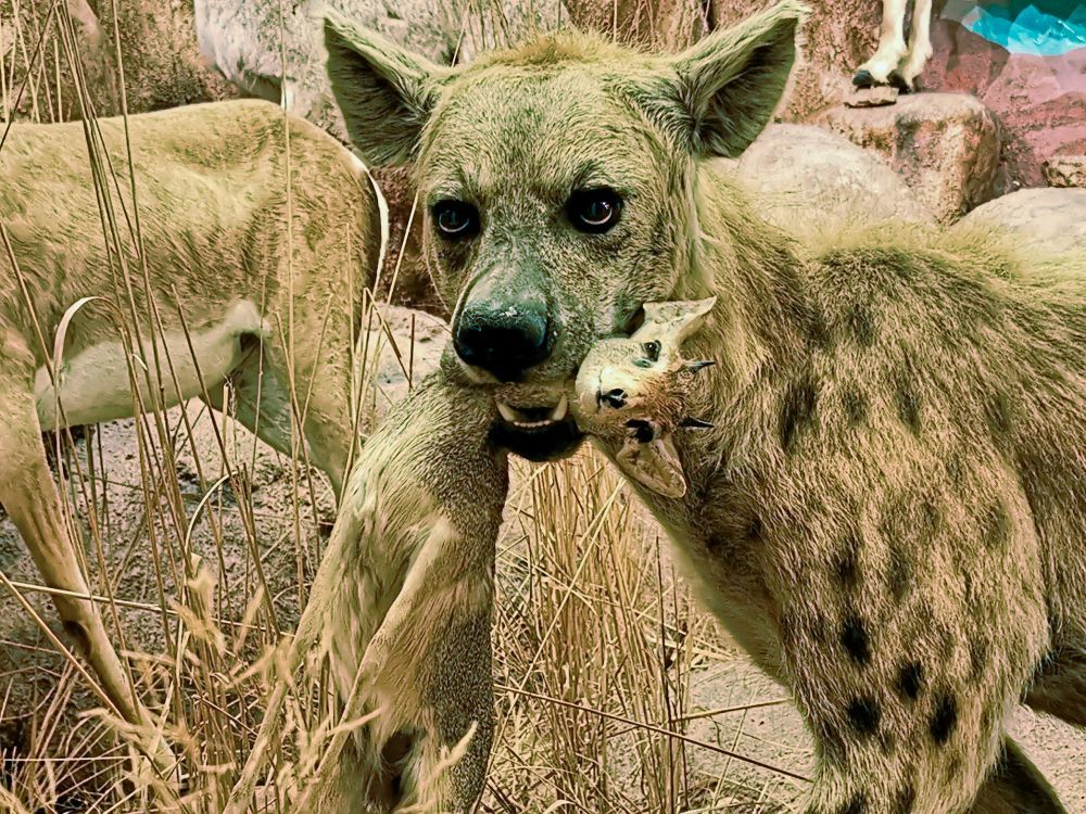 Vadaszo hiena es predaja - HDR - ON1 - SL