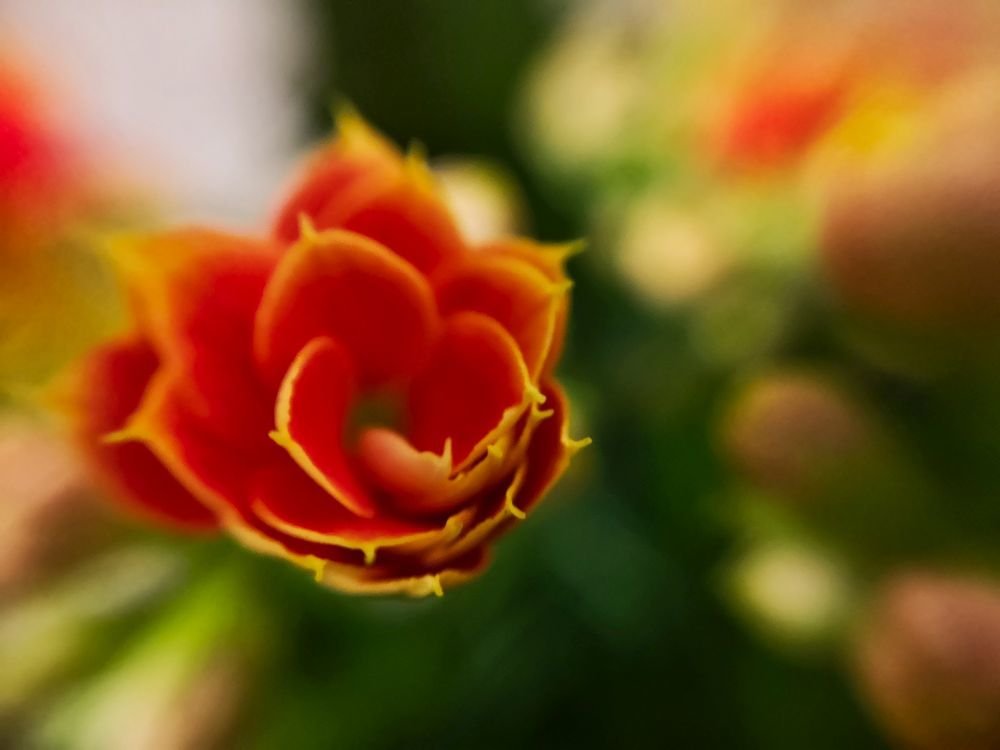 Koralvirag - HDR - SL - SuperMacro