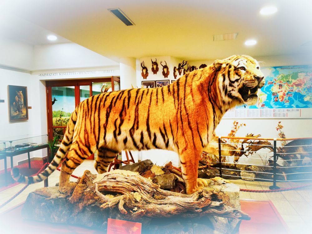 Sziberiai tigris - HDR - ON1 - SL