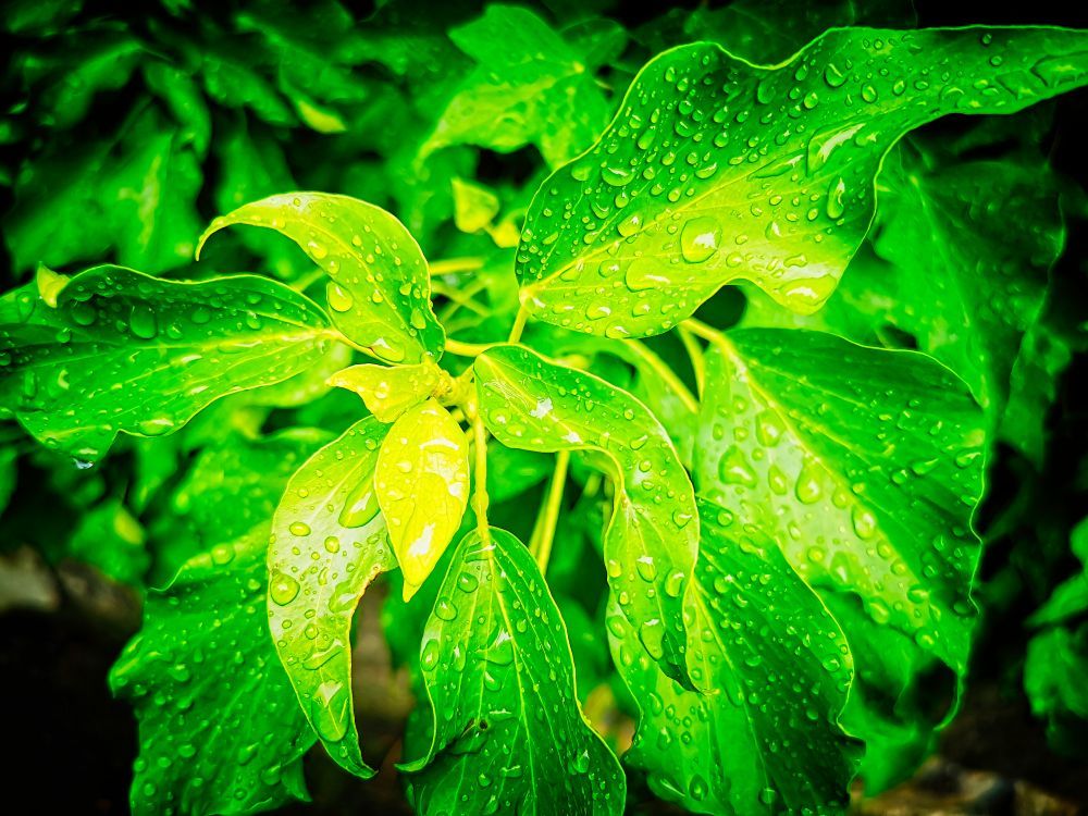 Eso utan - HDR - ON1 - SL