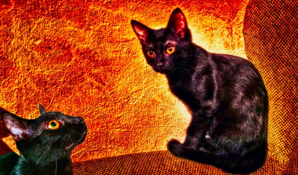 Double PUG portrai - HDR - PS - ON1 - SL