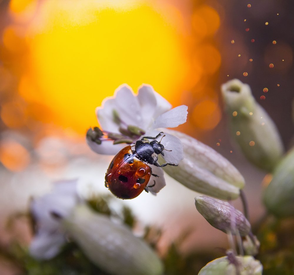 Коровка на закате