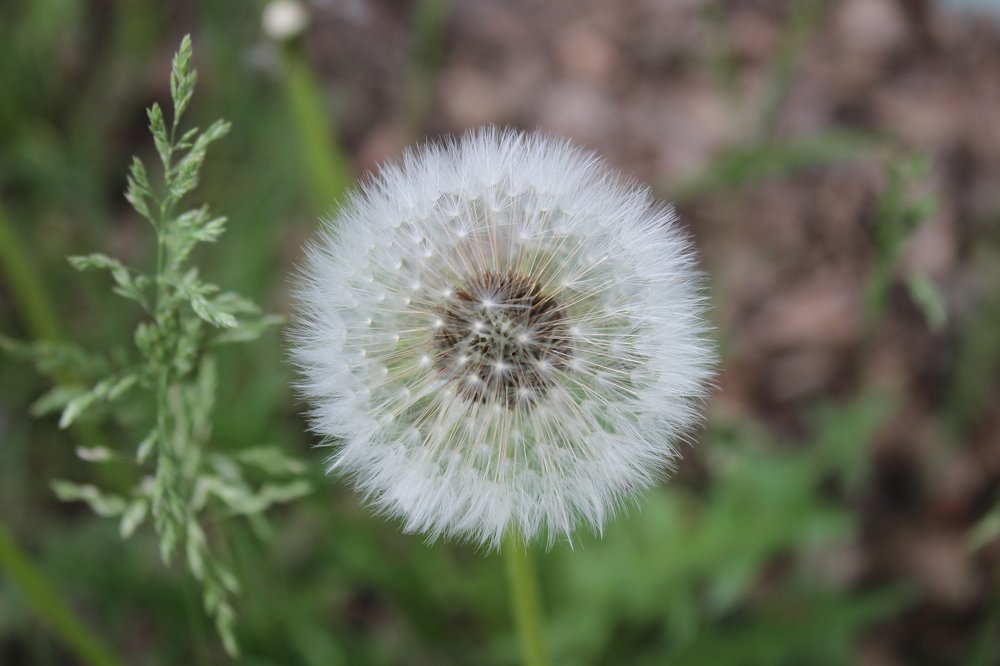 Photograph by Галина Радчук