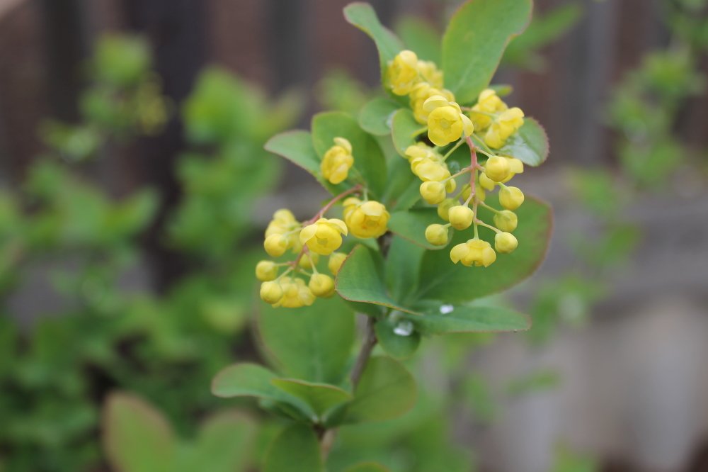 Photograph by Галина Радчук