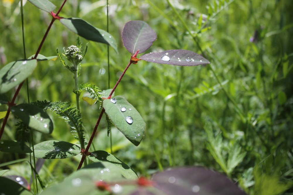 Photograph by Галина Радчук