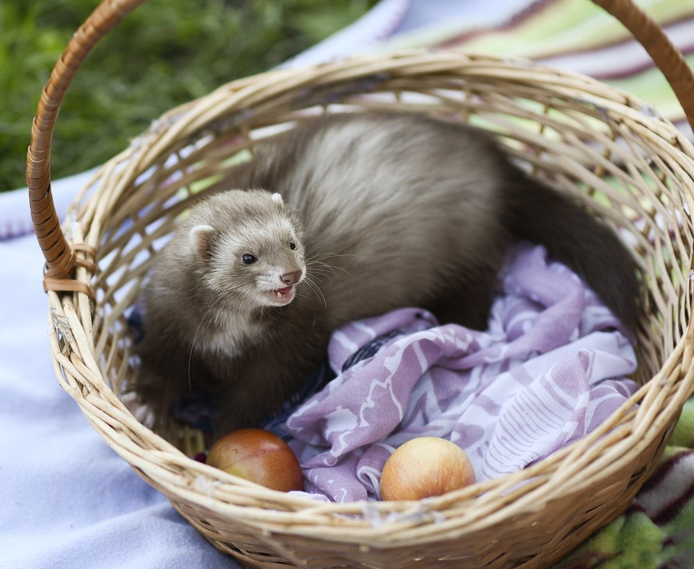 Я же хищница, какие яблочки?