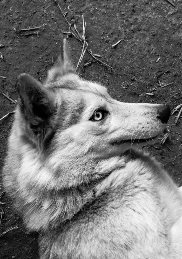 Портрет моей собаки