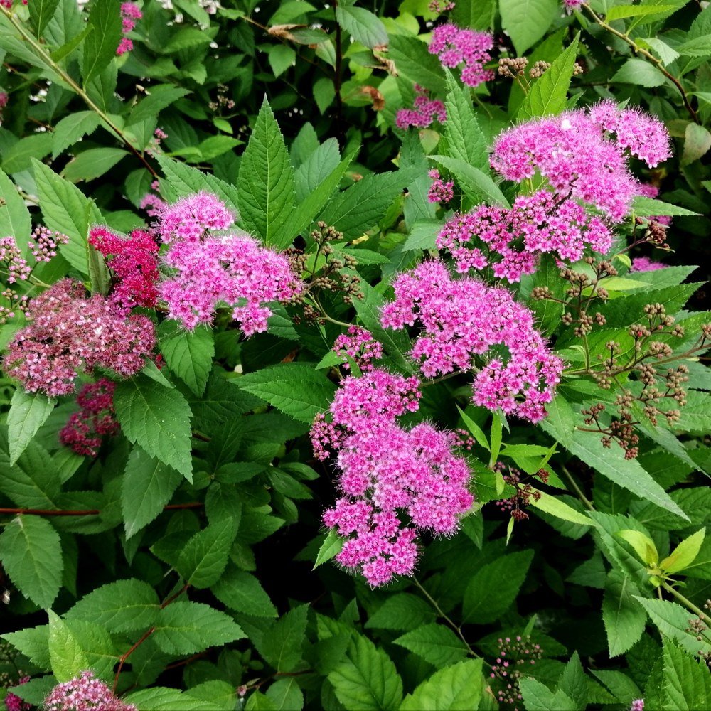 Настроение - весна