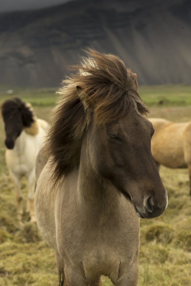 Icelandic horse