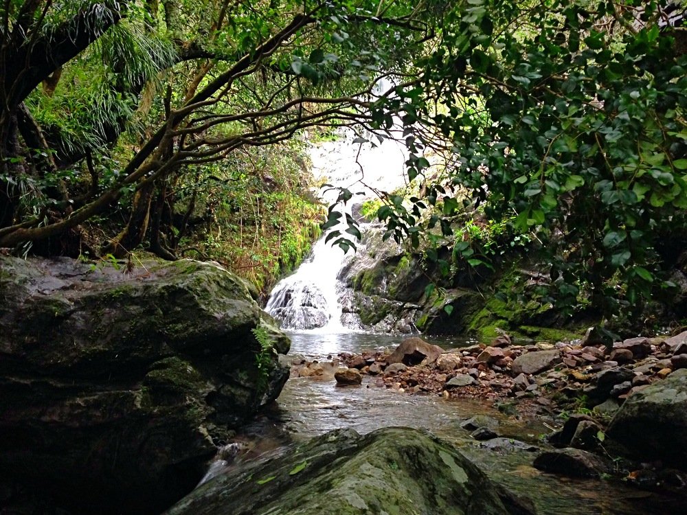Cayendo en el bosque