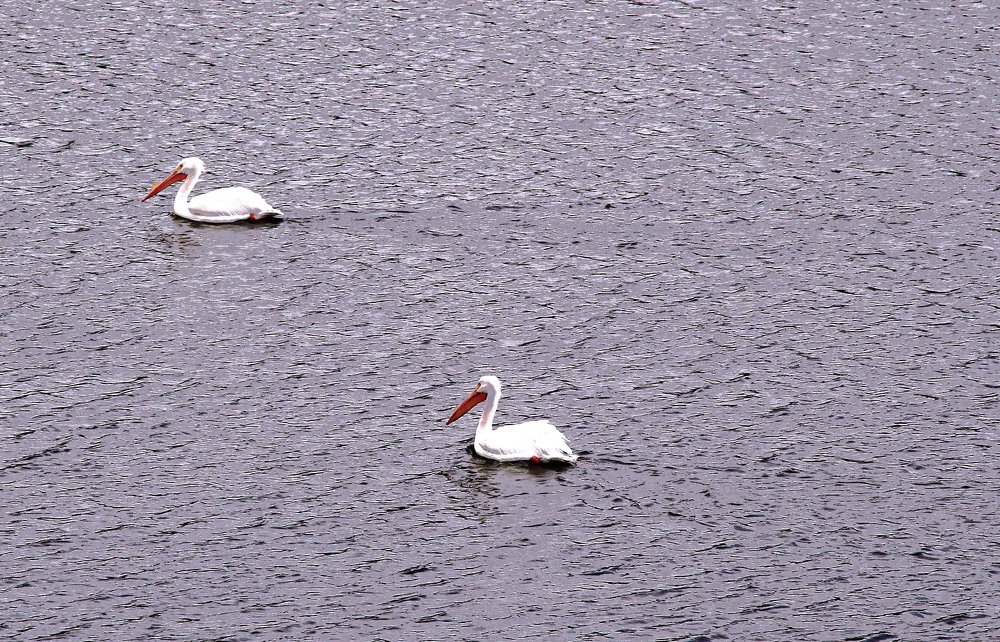 Photograph by Владимир Гречанинов