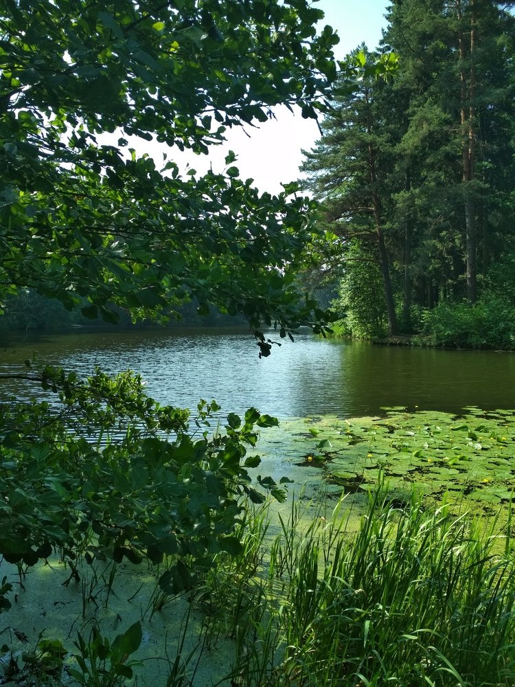 лесное озеро