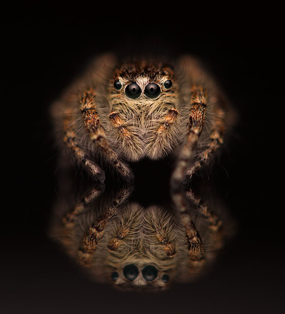 Ragno saltatore / Salticidae