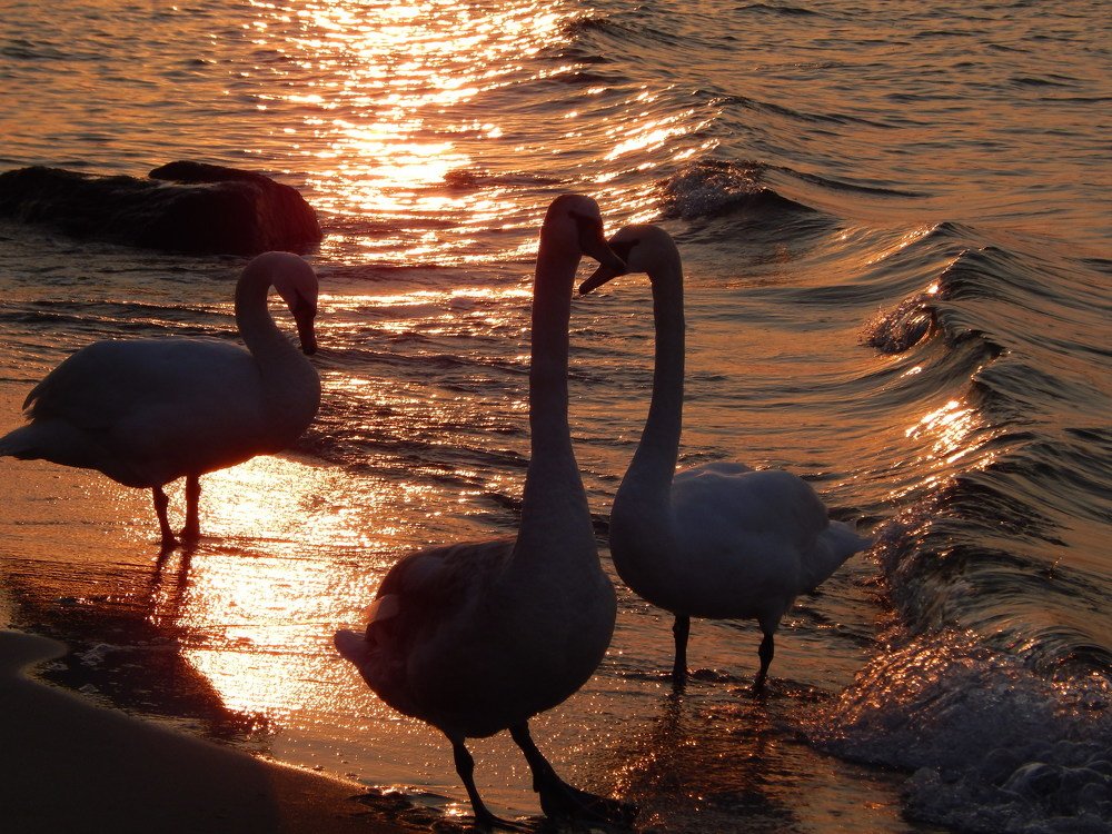 Лебеди на закате