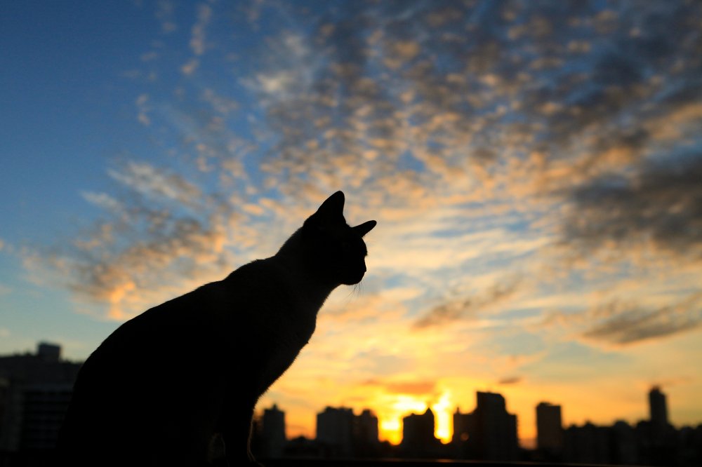 cat silhouette at sunset
