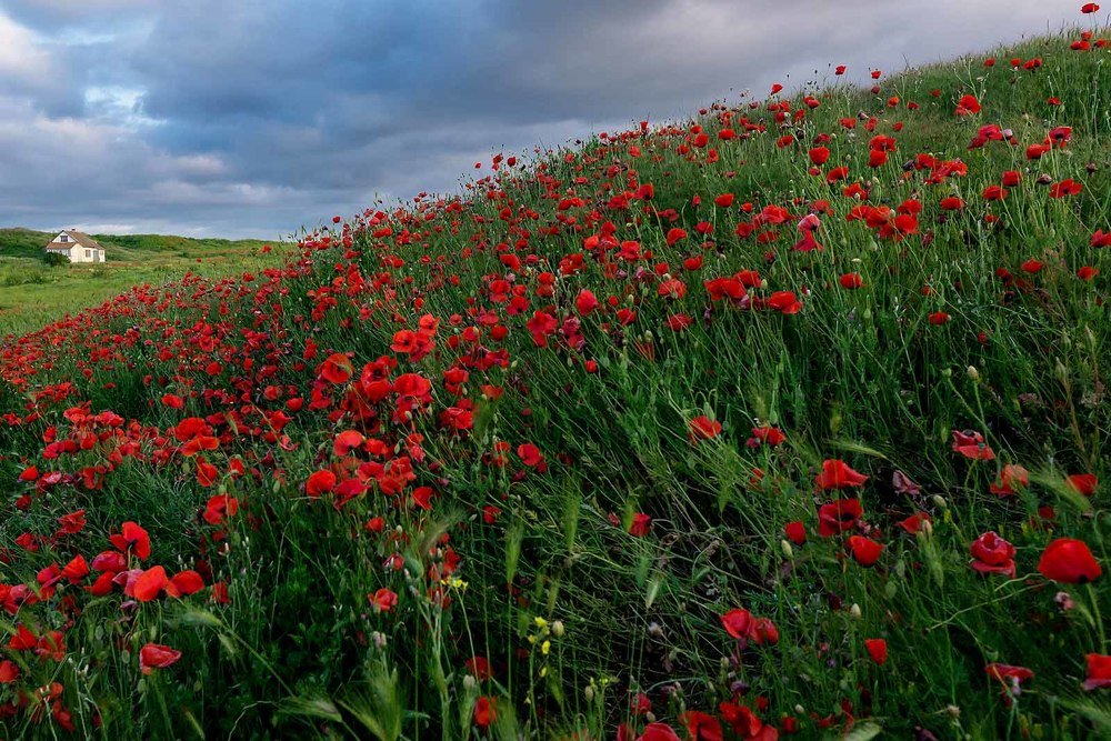 Маки в Херсонесе.