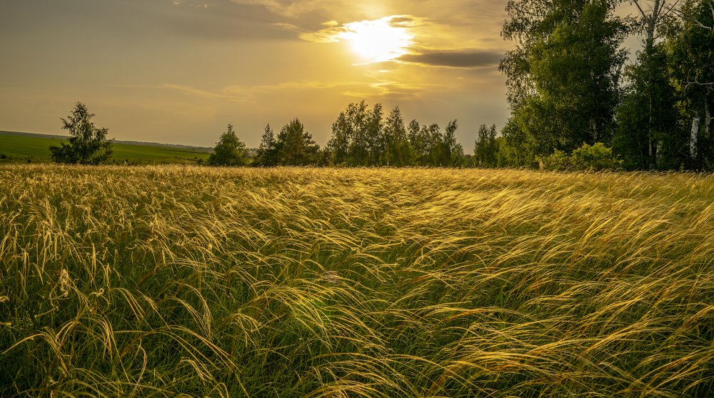 Ковыль трава