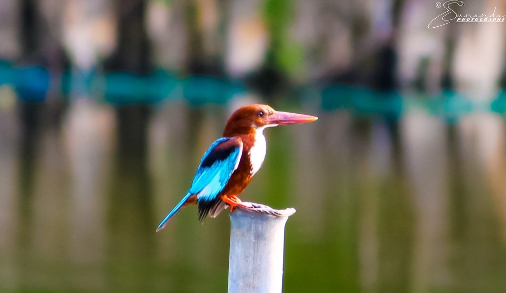 Kingfisher waiting