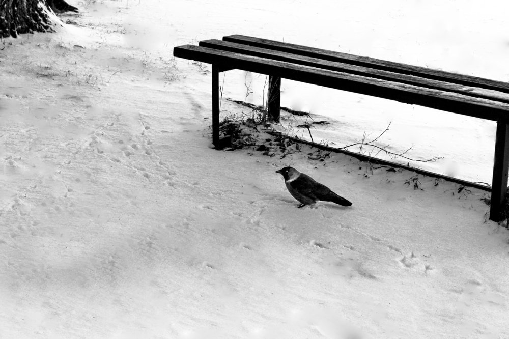 Bench and bird