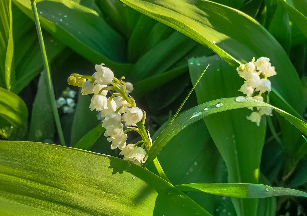 после дождя