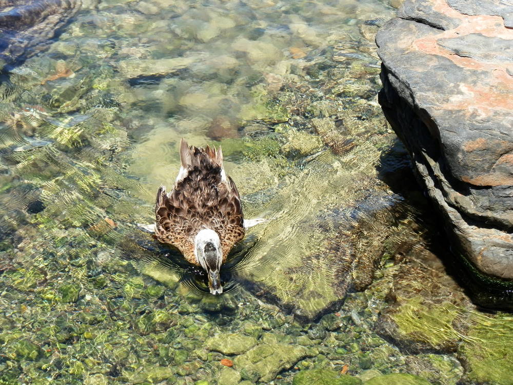 duck in the water