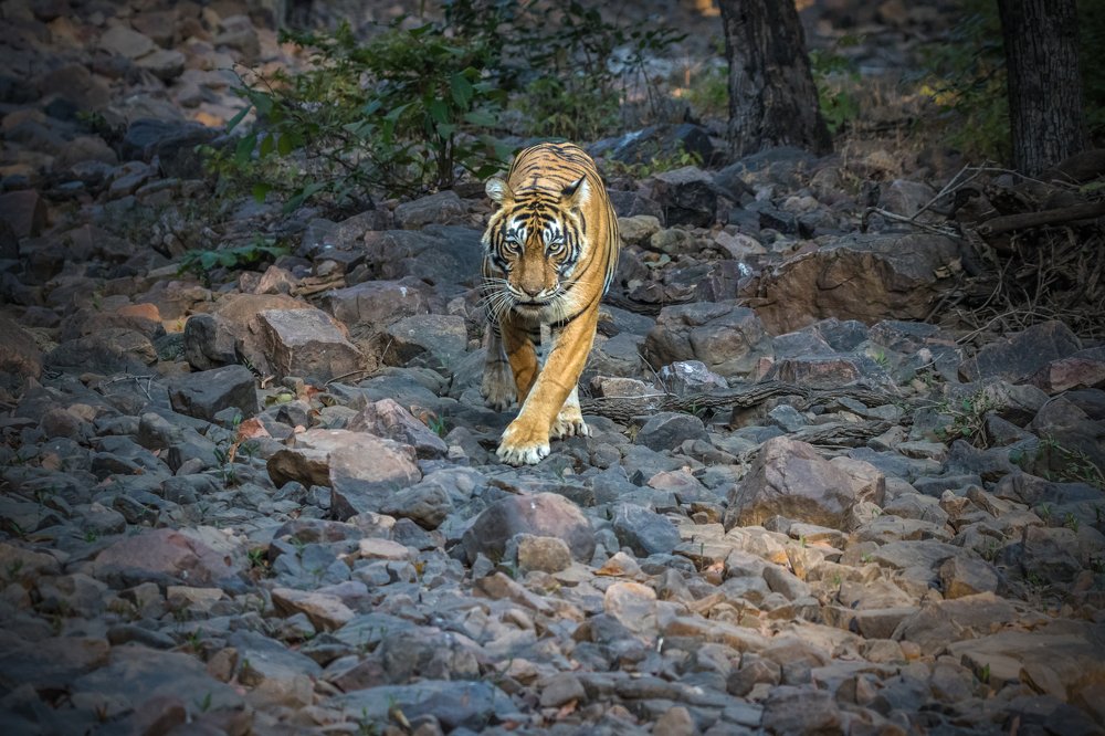 The Walk Of The Queen