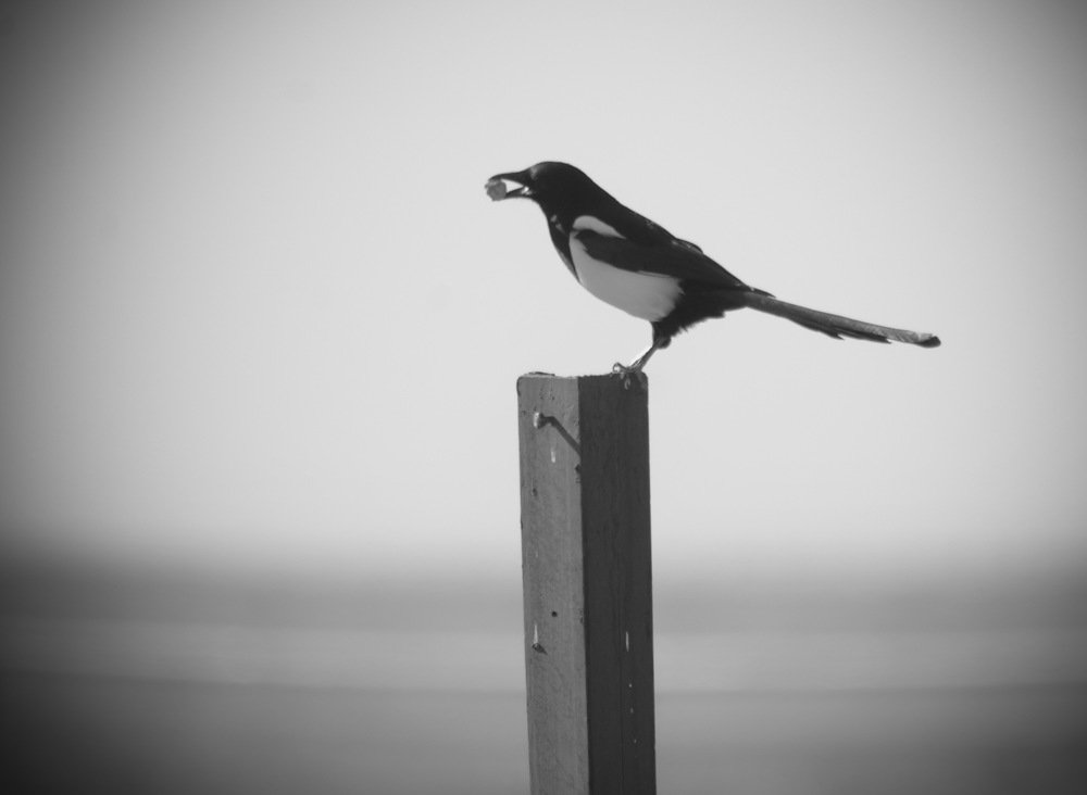 Сорока строит дом