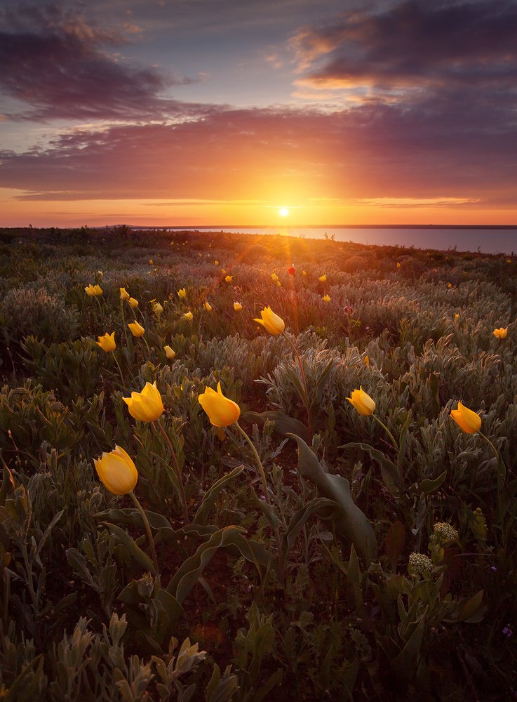 Дикие тюльпаны Крыма