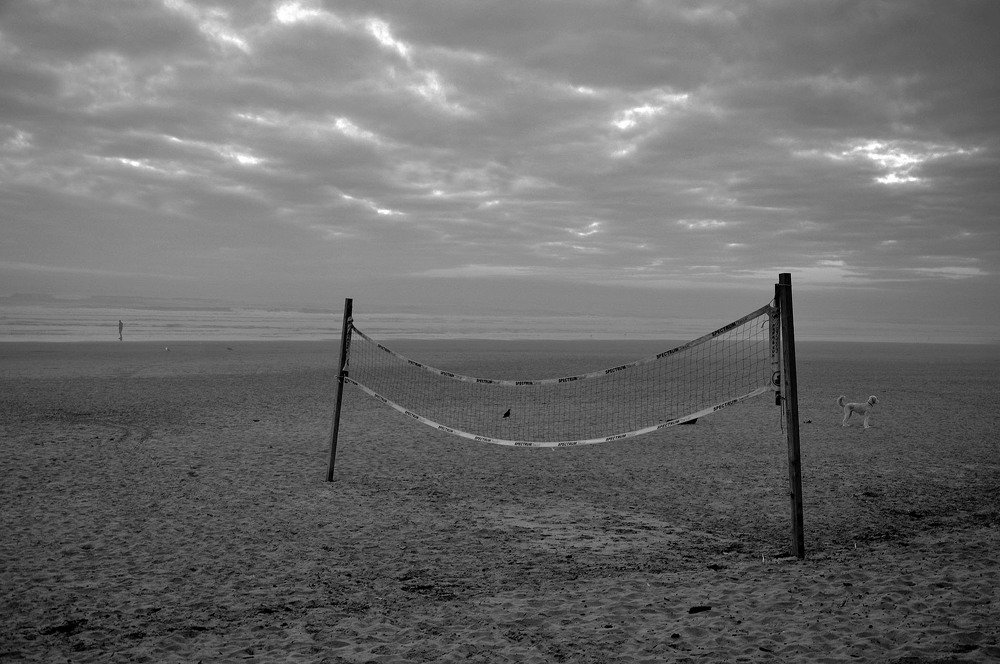 Пошли однажды человек, собака и птица на пляж...