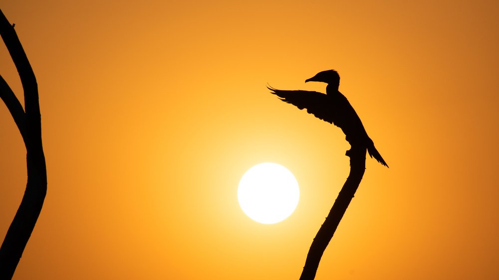 Sunset and Cormorant