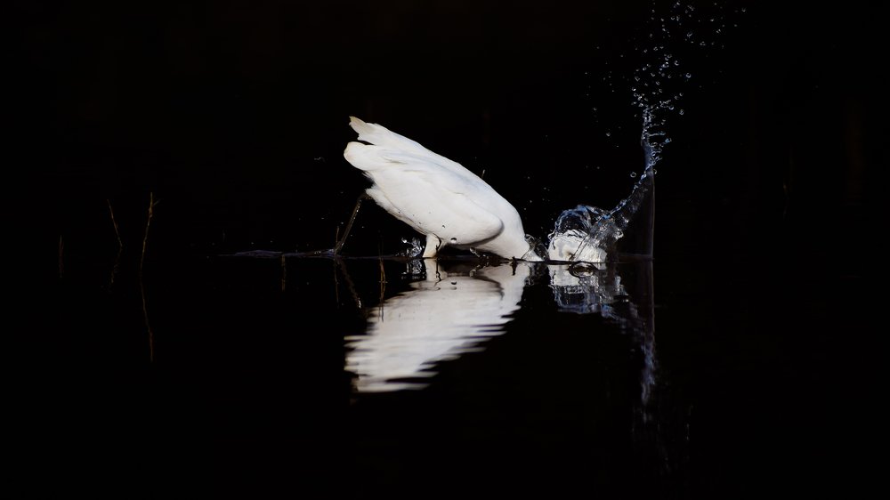 Egret