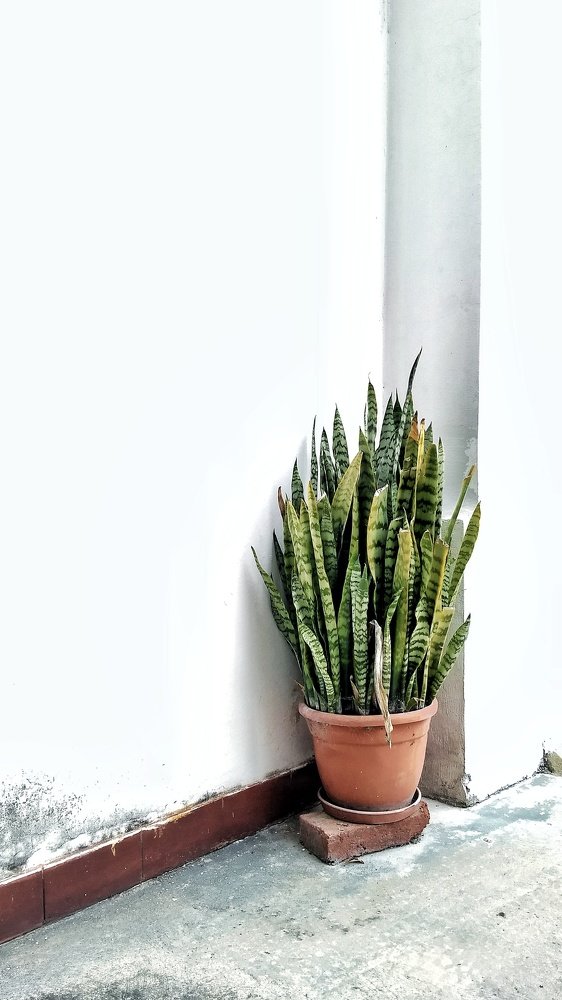 Planta