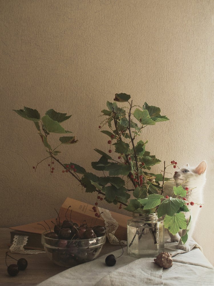 Натюрморты с кошкой