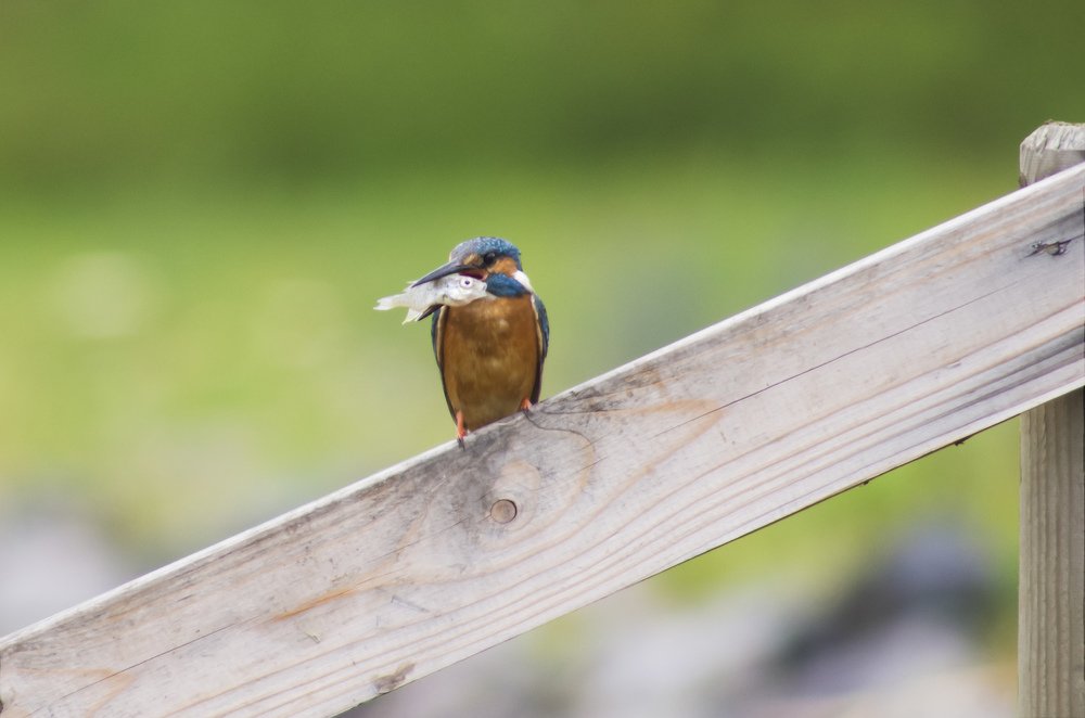 Photograph by Игорь Мальцев