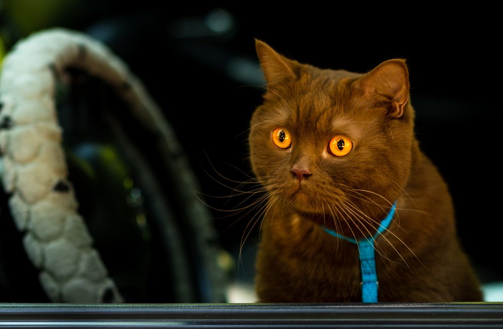 кот за рулем!