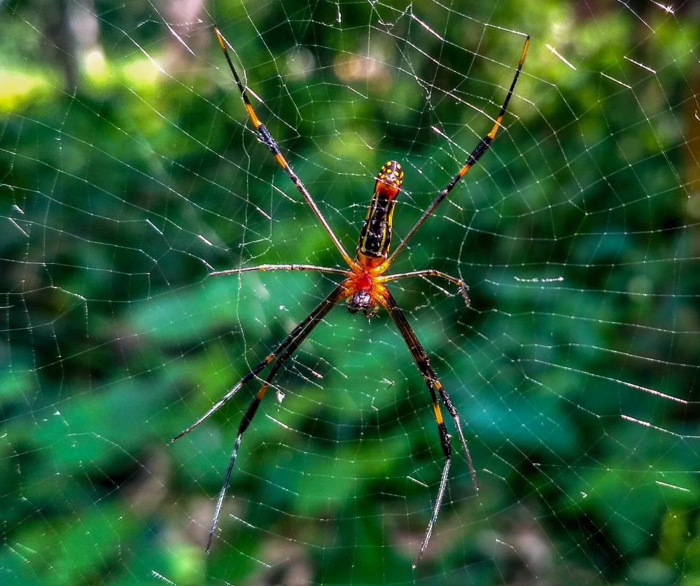 Wood Spider