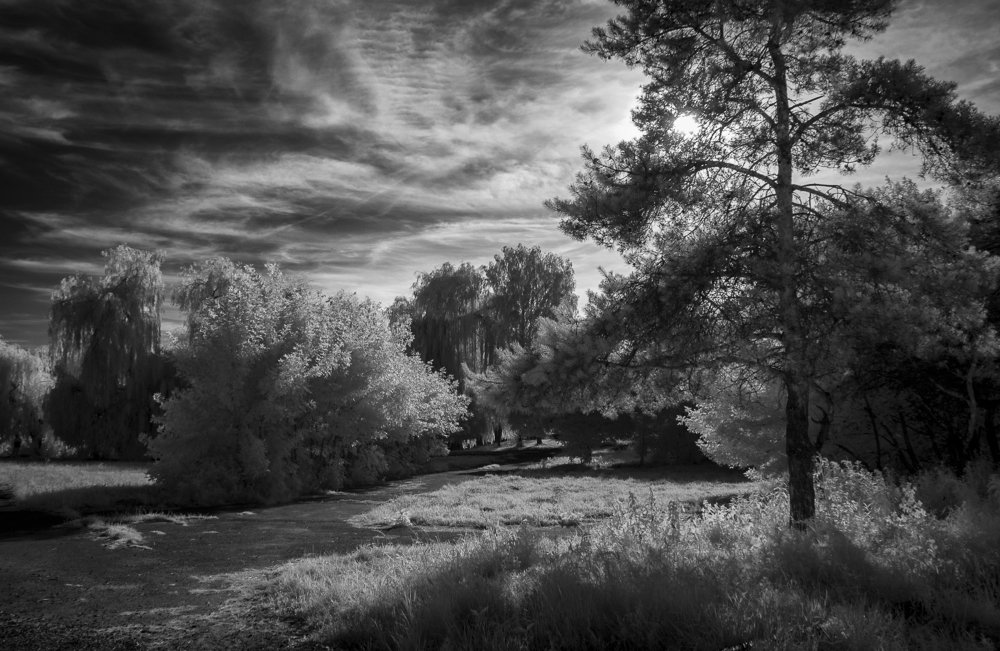 Свет в дереве