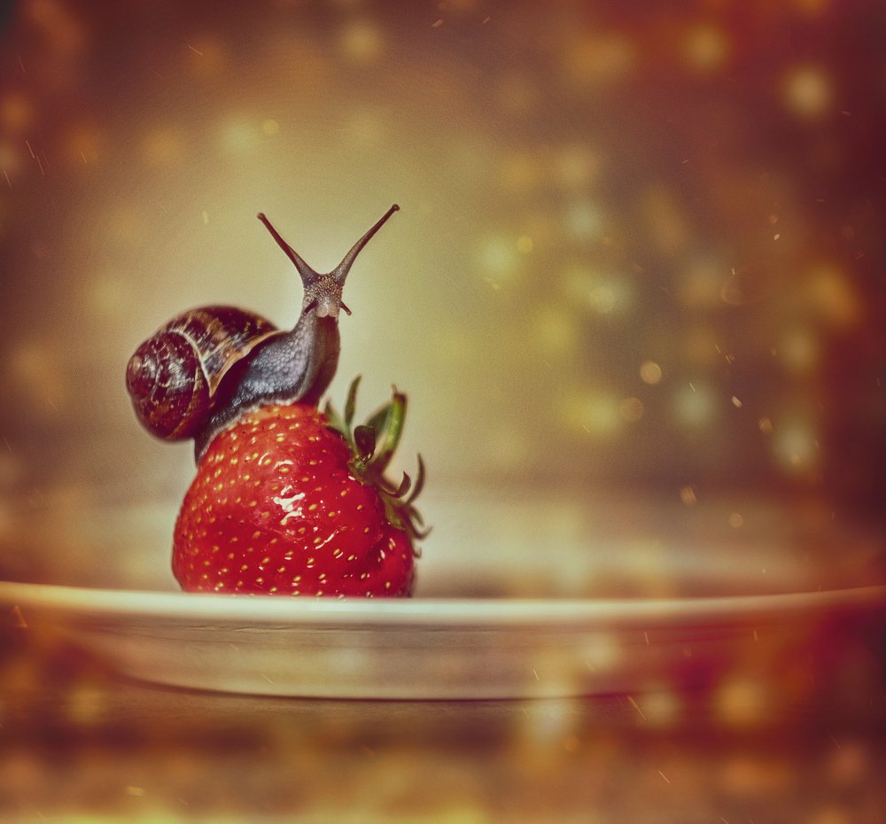 Snail