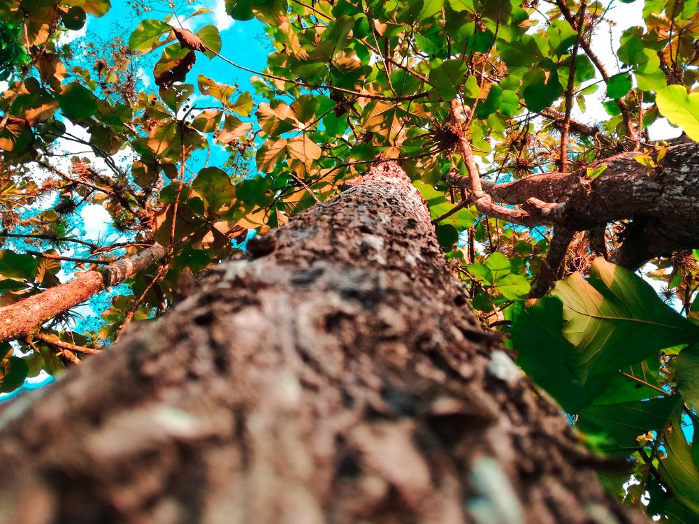 Árbol de teca