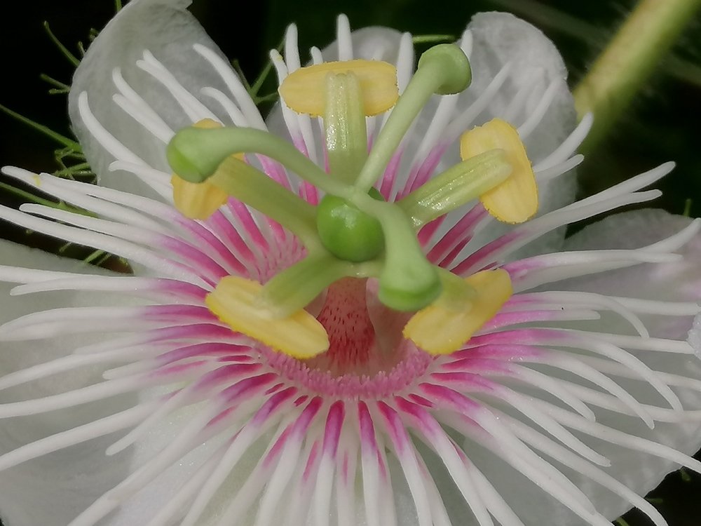 Photograph by Ronaldo Edson Reyes