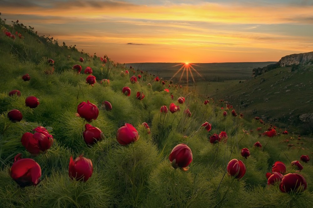 Пионы Красной Балки
