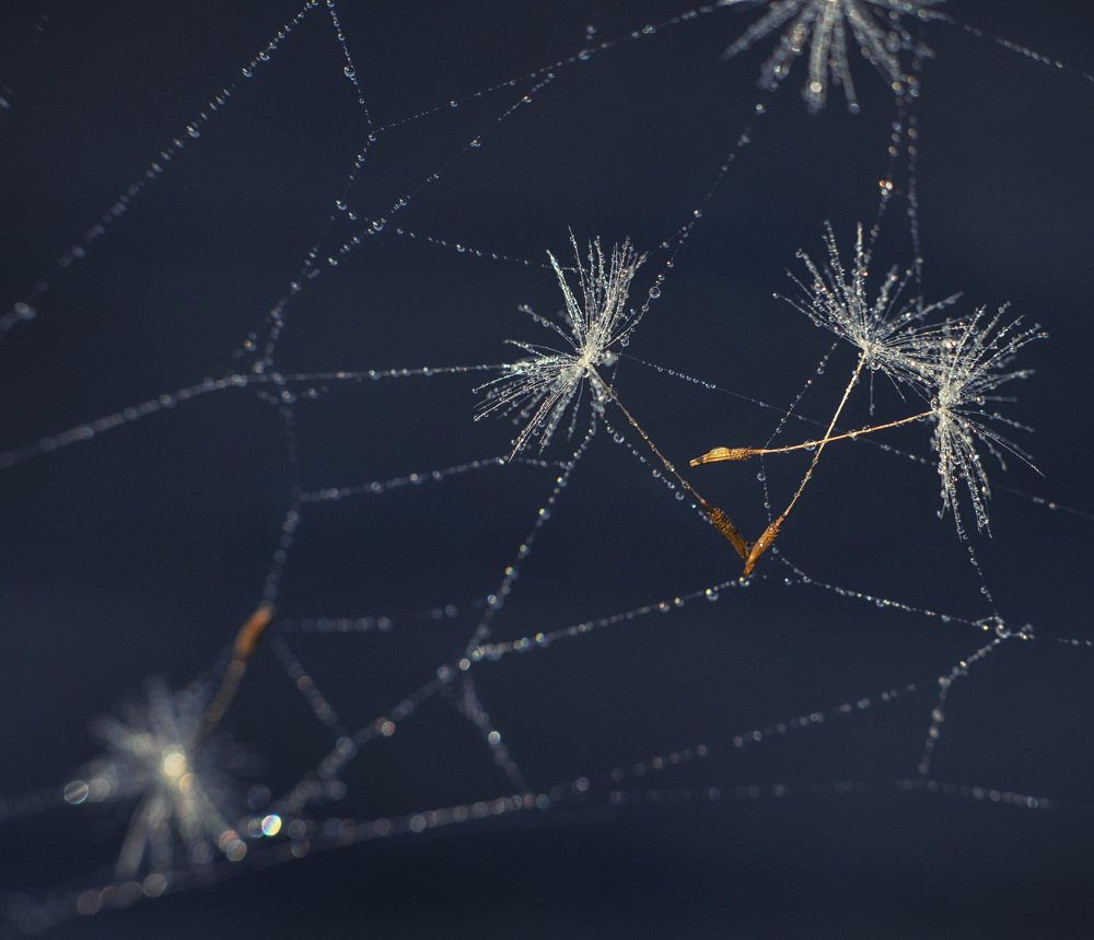 Росинки на паутинке