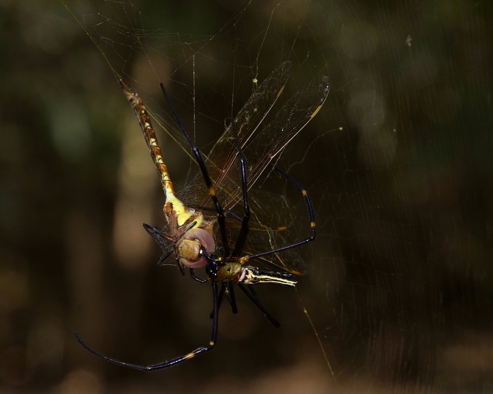 Gaint spider kill Dragaon Fly Kill