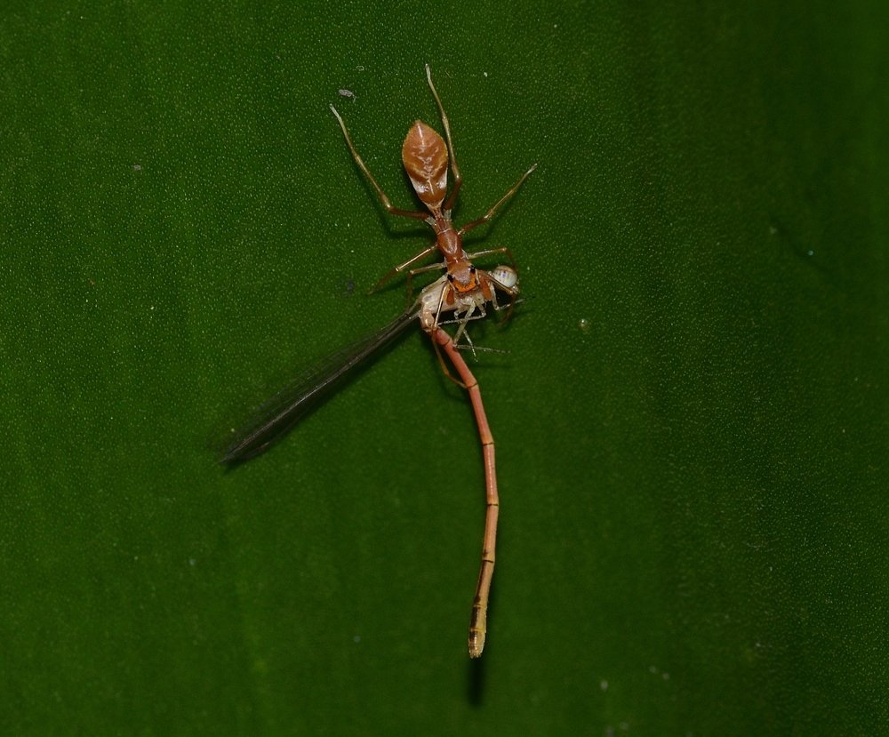 ANT MIMIC WITH SPY KILL